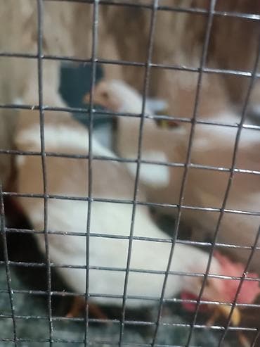 циплята несушки: Продаю | Куры | Леггорн | Для разведения — 6