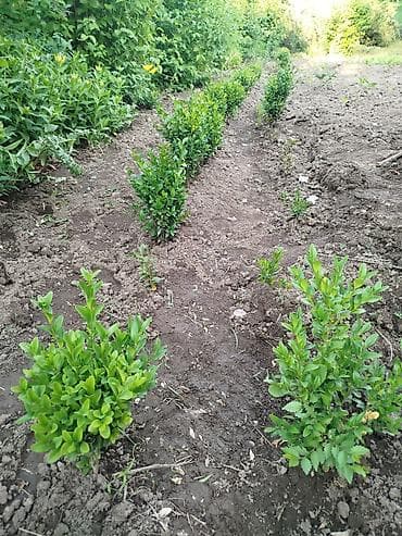 sem: Самшит (Buxus sempervirens) — саженцы для живой изгороди и бордюров — 3