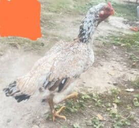 голуби жвотный: Сатам | Короздор, Тооктор — 6