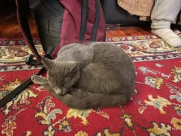 кошка породистые: Кошка даром: Беспородная, 1 год, Девочка, Кастрирована, Приучена к лотку — 6