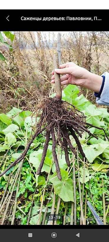 белый чай цена: Саженцы — 3