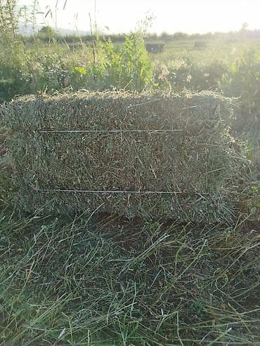 собака беловодск: Сено в тюках. эспарцет — 1