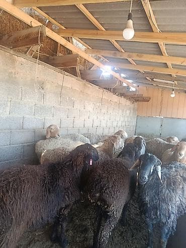 Үй жаныбарлары үчүн товарлар: Сатам | Кочкор (эркек) | Союуга | Бооз — 5