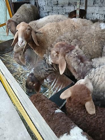 кобыла самка: Продаю | Овца (самка) | Гиссарская | Для разведения | Матка — 2