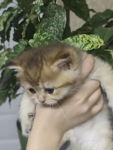 купить котёнка мейн кун: Британская короткошёрстная, 1 месяц, Девочка, Золотая шиншилла, Приучена к лотку — 8