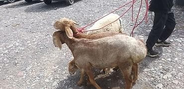 fermer kg: 2 козу кочкор 6 айлык линия 80 .Кулак 18 -19 см разрез доконца ден — 3