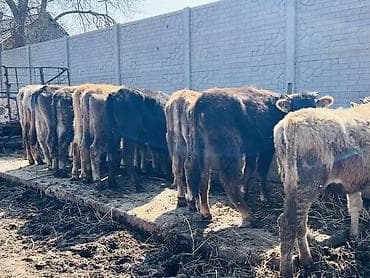 мал сату: Сатам | Кунаажын | Ангус, Швиц | Бордоп семиртүү үчүн, Көбөйтүү үчүн — 2