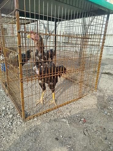 кормушки для птиц: Дакан тулок короздор сатылат активный алмашу жолдору бар адрес — 3