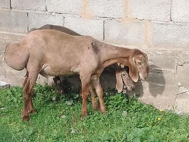 овчарка обмен: Продаю | Ягненок, Баран (самец) | Арашан | Для разведения | Племенные — 3