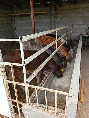 продается кашара: Кормушка для телят/крупного рогатого скота с ограждением - — 2