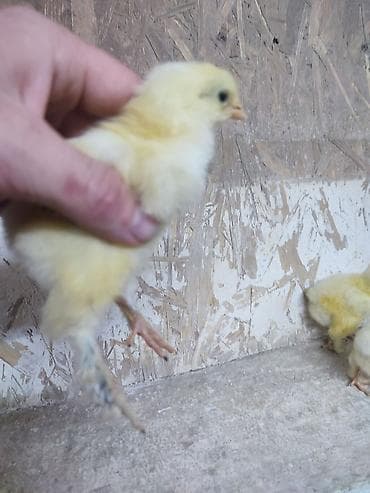 Товары и оборудование для с/х животных: Продаю | Цыплята | Полубрама | Для разведения — 3