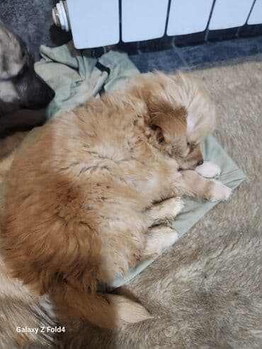 домик для собаки бишкек: Отдам в хорошие руки! Щенки метисов - Милые щенки с короткой густой — 10