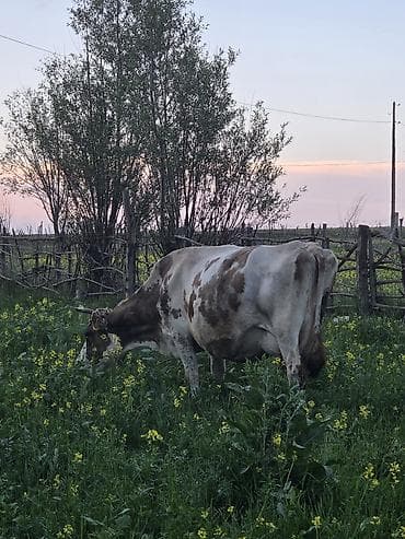 рыба маринка: Продаю | Корова (самка) | Айрширская | Для молока | После отела — 3