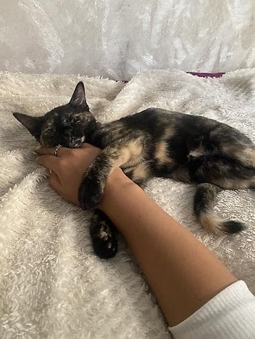 кошке: Кошка даром: Беспородная, 4 месяца, Девочка, Приучена к лотку — 3