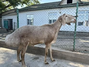 романовский баран: Продаю | Баран (самец) | Эдильбаевская | Для разведения | Племенные — 2