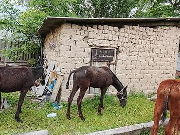 С/х животные и товары: 8 айлык эркек тайлар сатылат баасы 65 минден — 4
