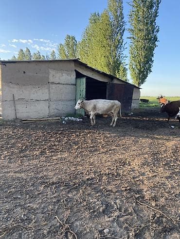 кен булун: Сатам | Уй (ургаачы) | Бордоп семиртүү үчүн — 2