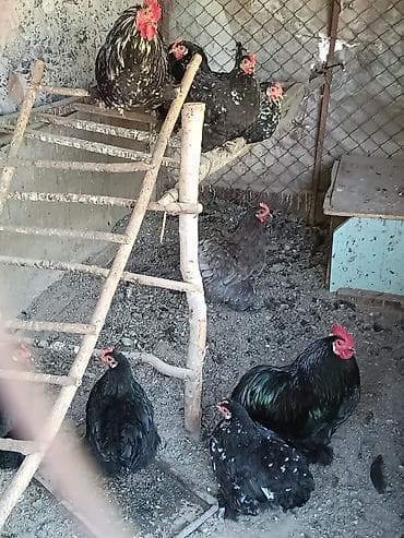белый кролик: Продаю | Куры | Для разведения — 2
