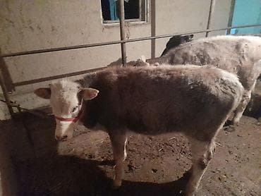 А/ч жаныбарларын сатам: Сатам | Кунаажын — 4