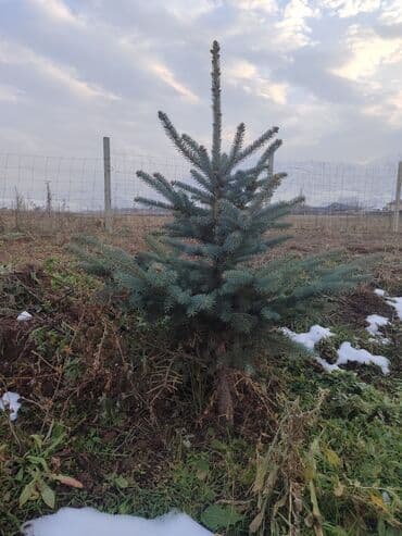 уголь каракече бешсары шабыркуль каражыра доставка бишкек купить фото: Саженцы деревьев: Сосны — 4