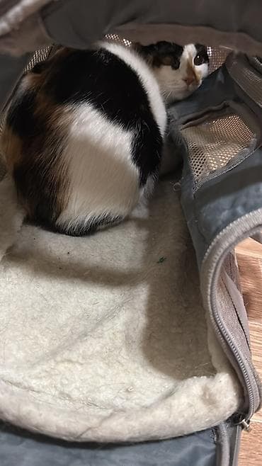 Кошка даром: Беспородная, Девочка, Кастрирована, Приучена к лотку