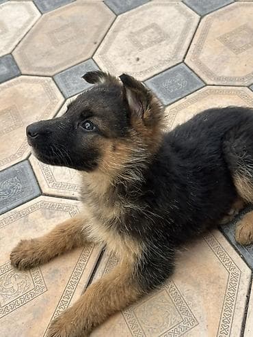 Мышыктар: Щенок, на немецкую овчарку. Девочка Описание: - Окрас: классический — 1