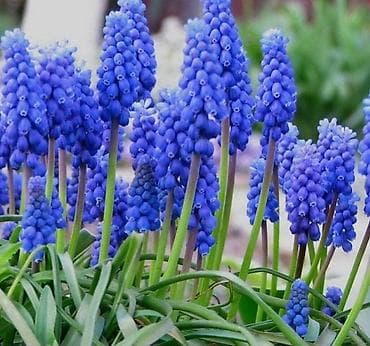 саженцы пионы: Мак многолетний восточный Медуница Самурай Мордовник Райграс — 4