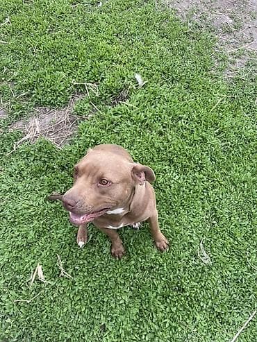 кошка продаётся: Собака средних размеров на поводке. Крепкое мускулистое телосложение — 3