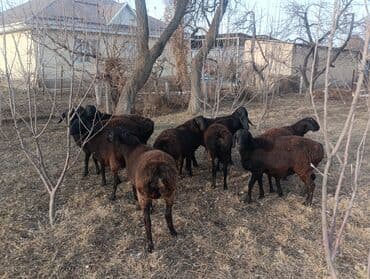 эчки ош: Сатам | Козу | Гиссар | Көбөйтүү үчүн | Токту — 5