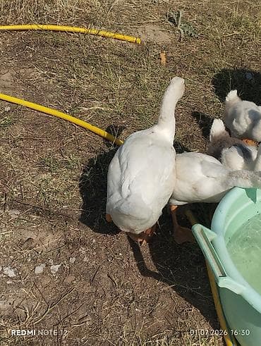 породы кур: Домашние гуси, белые (есть несколько пёстрых). Выращены на подворье на — 1