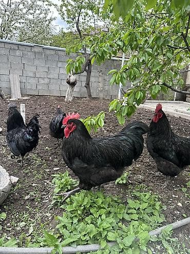 хаски щенки купить: Продаю | Петух | Для разведения — 10