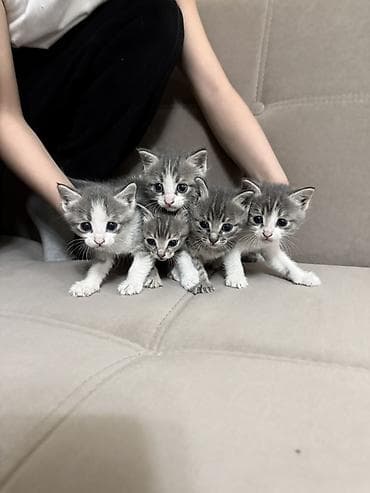 котята сиамской кошки: Кошка даром: Беспородная, 1 месяц, Девочка, Приучена к лотку — 1