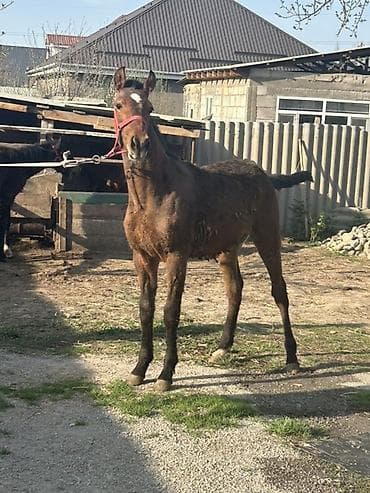 Продаю | Конь (самец)