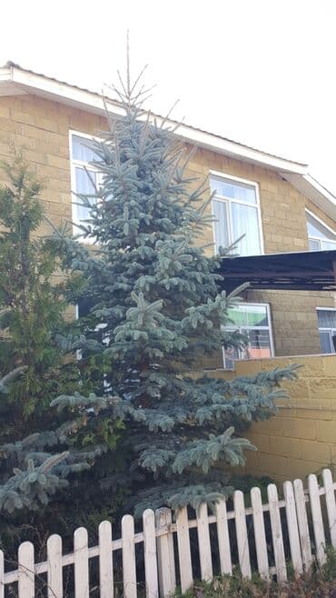 облепиха саженцы: Саженцы деревьев: Ели, Самовывоз — 3