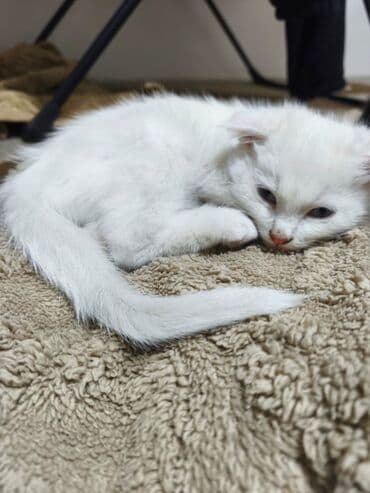 коты купить: Котята, домашние. На фото два малыша: - Белый котёнок с мягкой — 8