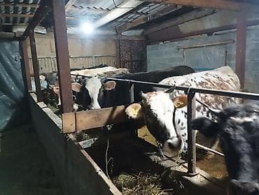 Үй жаныбарлары: Сатам | Бука (эркек) | Бордоп семиртүү үчүн — 7