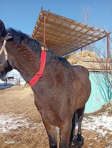 кукуруза беловодское: Продаю | Конь (самец) | Кара Жорго | Конный спорт | Племенные — 2