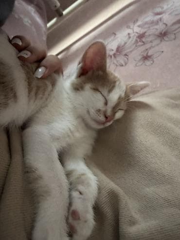 каракол кошки: Кошка даром: Беспородная, 2 месяца, Девочка, Приучена к лотку — 6