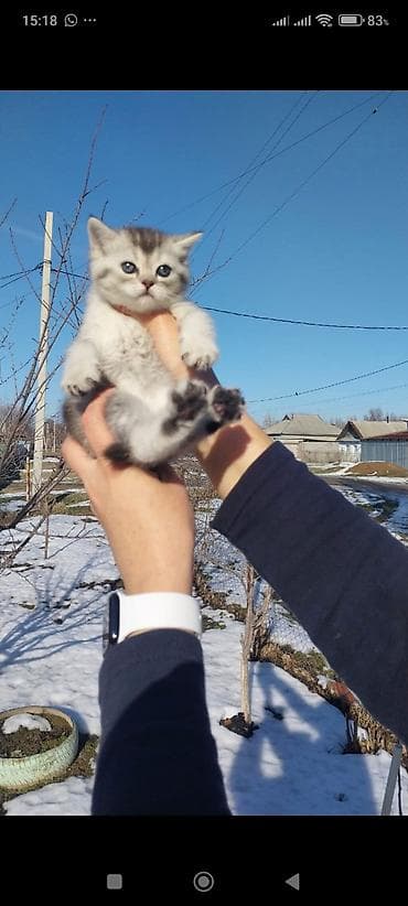 дабирман собака: Скотиш Страйт (Шотландская прямоухая), 1 месяц, Девочка, Серебристая шиншилла, Приучена к лотку, Проглистована — 4