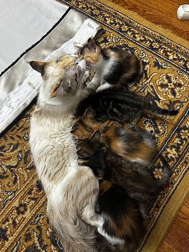 сухое молоко для котят: Кошка даром: Беспородная, 2 месяца, Мальчик, Приучена к лотку — 4