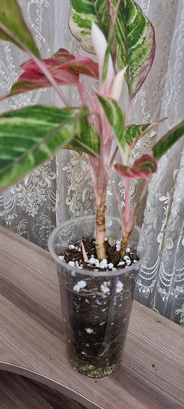 Аглаонемы: Аглаонема вариегатная (розово‑зеленые формы) Декоративно-лиственное — 8