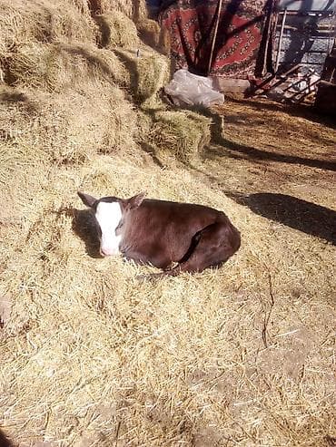 каровы милянфан: Продаю | Музоо, торпок | На откорм — 2