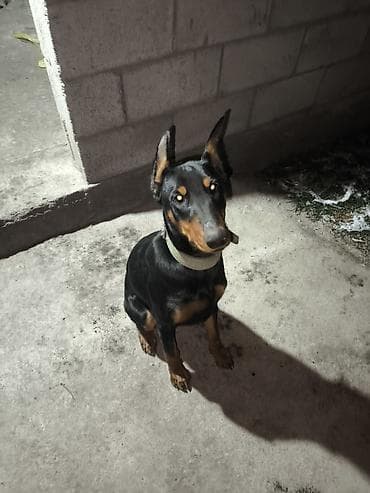 Отдам даром собаку: Доберман, 9 месяцев, Самка, С прививкой — 3