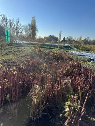 Продаю саженцы малины сорта Полька 🌿 Крупная, сладкая, очень урожайная