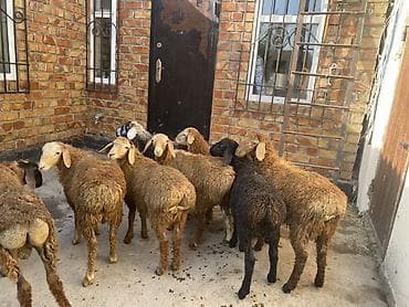 Продаю | Овца (самка) | На забой at lalafo.kg Продаю | Овца (самка) | На забой