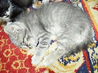Находки, отдам даром: Отдам даром 4х котят, к лотку приучены, 2 месяца — 2