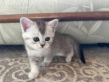 мышык сатылат: Породистые котята скоттиш страйт и скотиш фолд, со всеми документами и — 8