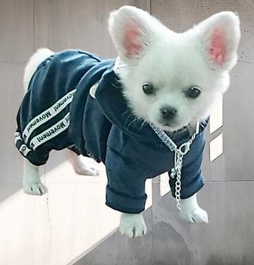 Продажа собак: Продажа собак — 4