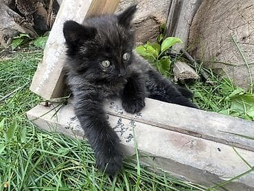 Продажа кошек: Беспородная, 2 месяца, Мальчик, Приучена к лотку — 1