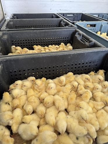 Продаю | Куры, Петух, Цыплята | Хай-Лайн Соня Грей | На забой, Для разведения